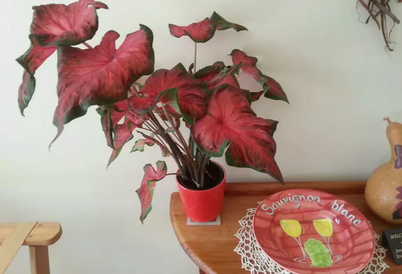 Fotos del hotel Esk Valley Lodge:  11