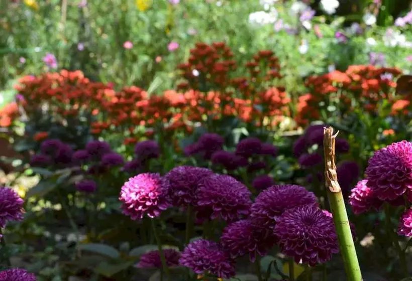 Fotos del hotel The Hoi An Orchid Garden Villas:  16