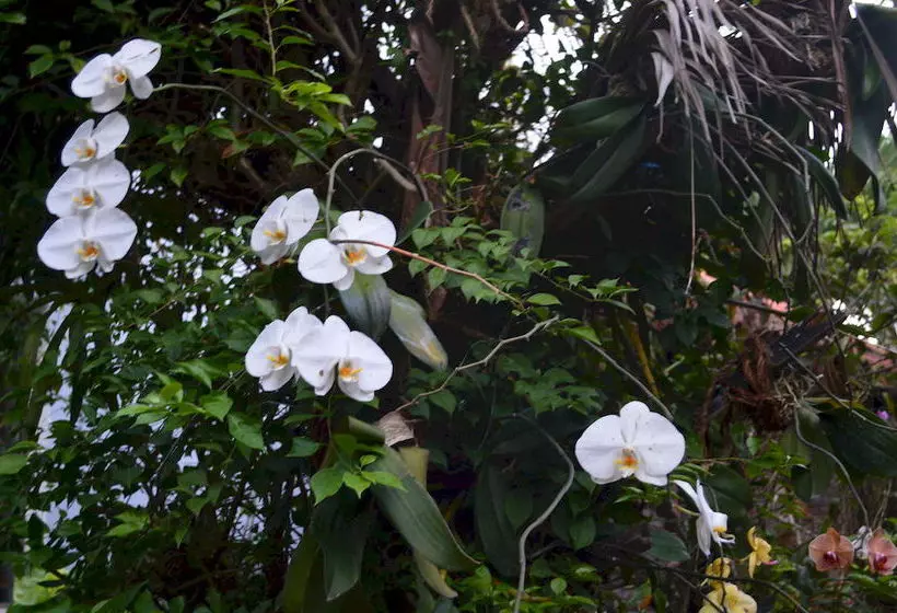 Fotos del hotel The Hoi An Orchid Garden Villas:  24