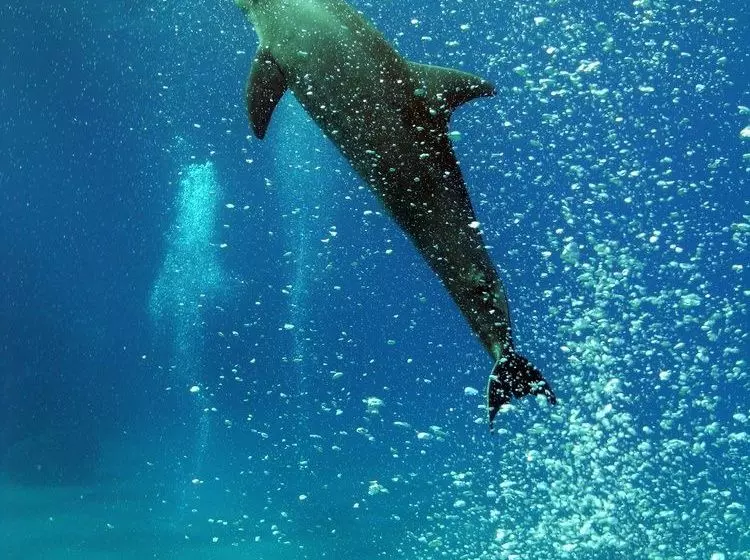 Fotos del hotel Sea Hug Resort:  10