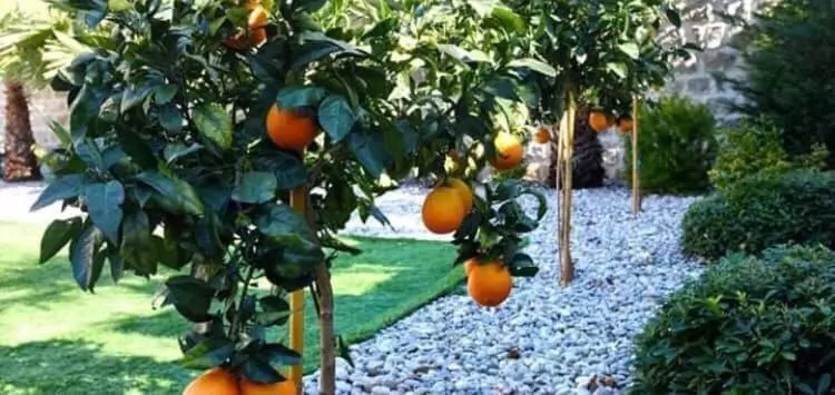 Fotos del hotel Villa Mirenza:  6