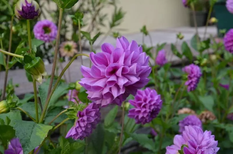 Fotos del hotel -pension Strolz:  14