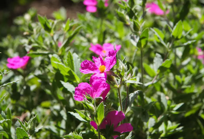 Fotos del hotel Dawson House Hotel  Guest House:  5