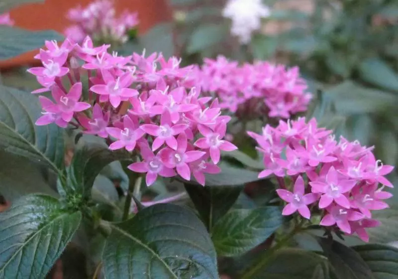 Fotos del hotel Upfront Lodge Iguassu:  6